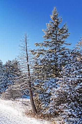 Snowy Pines_20856.jpg - Photographed near Smiths Falls, Ontario, Canada.